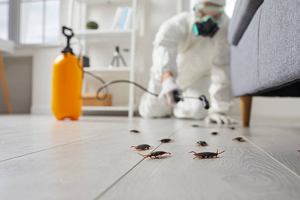 Commercial Rodent Management in Plumas Lake